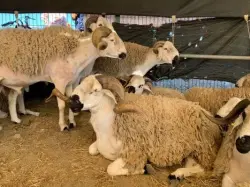 غلاء أكباش التسمين بالأسواق الأسبوعية يقلق أصحاب "الكوريات" قبل أسابيع قليلة من عيد الأضحى